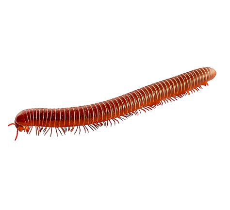 Giant Centipede Png