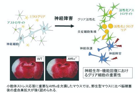 神経解剖学｜生命医科学コース｜研究｜金沢大学 医薬保健学域 医薬科学類