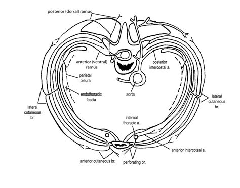 Muscles of Thoracic Wall Quiz