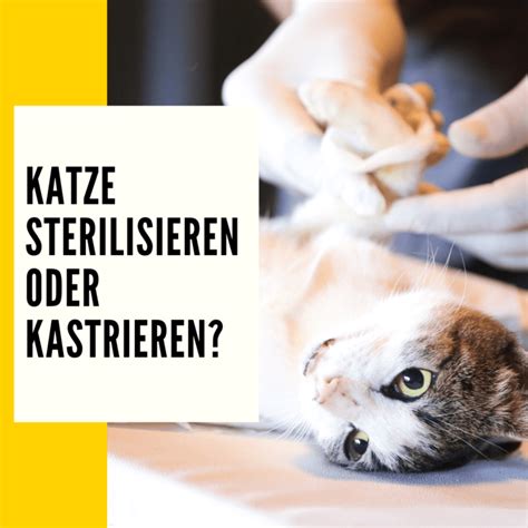 Katze Sterilisieren Tipps Informationen