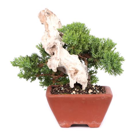 Juniperus Procumbens Nana Bonsai Outdoor Bonsai Bonsai