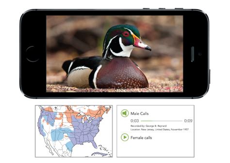 This Clever Software Can Automatically Identify The Birds In Your Photos