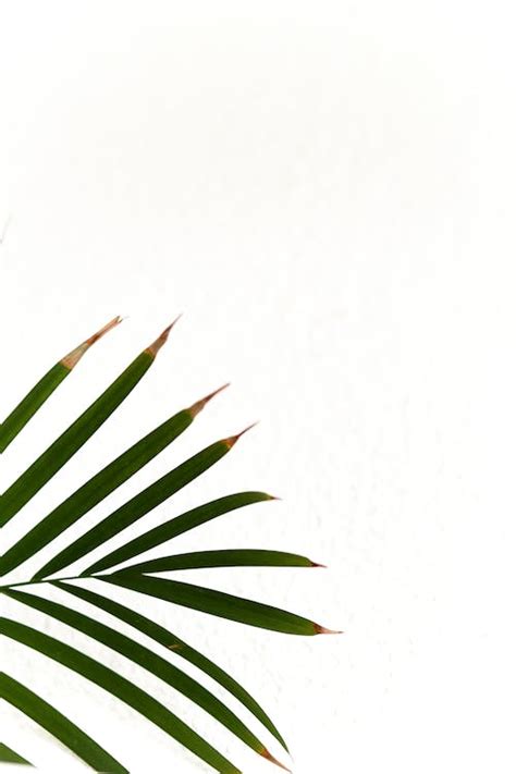 Areca Palm Plant · Free Stock Photo