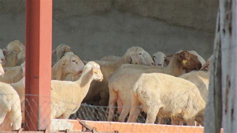 La Consejería de Agricultura y Ganadería convoca ayudas para fomentar