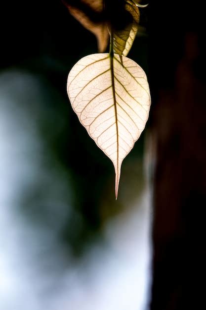 Premium Photo Green Bo Leaf With Sunlight In The Morning Bo Tree