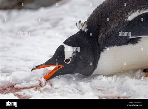 gentoo penguin (Pygoscelis papua), eating snow, Antarctica Stock Photo ...