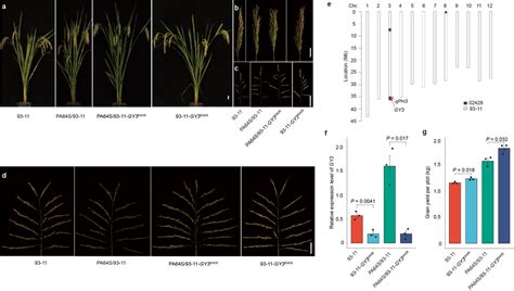 Chinese Scientists Identify A Secret Code To Boost Rice Grain Yield Cgtn