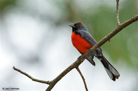 Slate Throated Redstart Joe Fuhrman Photography