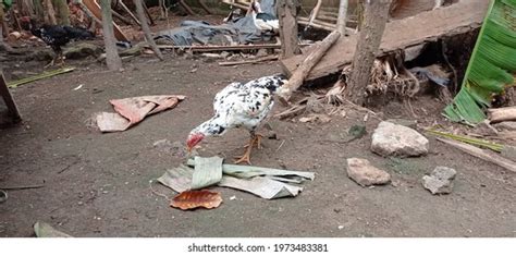 Free Range Chicken Farm Hen Stock Photo 1973483381 | Shutterstock