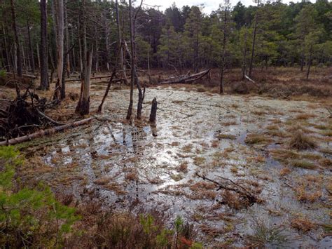 Bog In Anagach Wood © Julian Paren Geograph Britain And Ireland