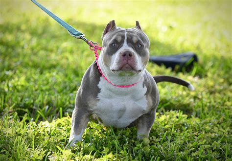 THE FLASHY TRI COLOR AMERICAN BULLY PUPPIES OF VENOMLINE | by BULLY ...