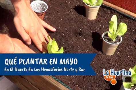 Qu Plantar En Mayo En El Huerto La Huertina De Toni