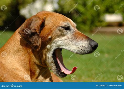 Dog yawning stock image. Image of eyes, breeder, resting - 1290507