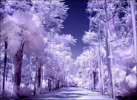 Infrared Photography 25