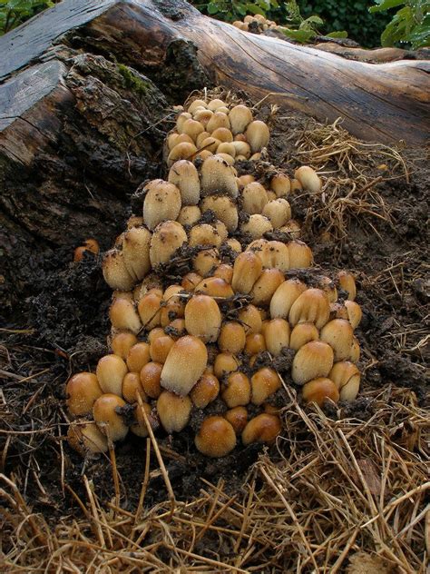 Coprinellus Micaceus Mushroom Fungi Stuffed Mushrooms Plants