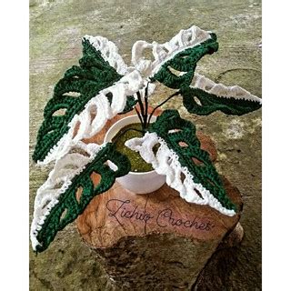 Jual Janda Bolong Versi Rajut Monstera Variegata By Zichio Crochet