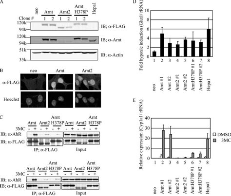 Transcriptional Activities Of Arnt Arnt2 And ArntH378P Mutant In