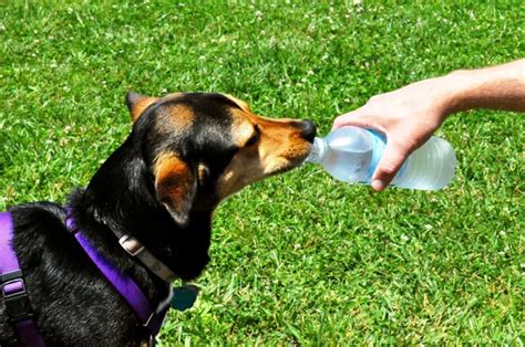 Dog drinking water Stock Photos, Royalty Free Dog drinking water Images | Depositphotos