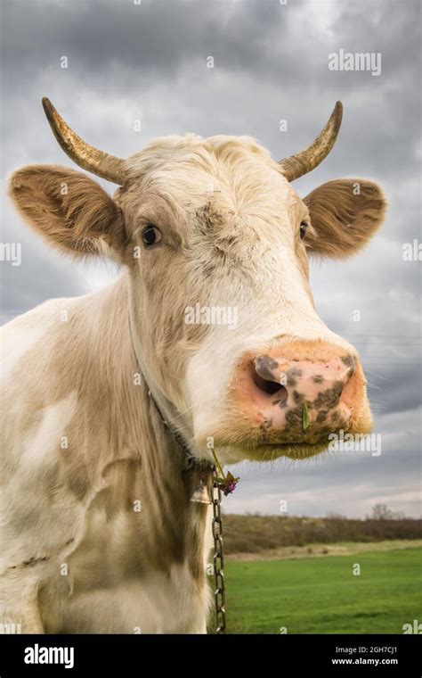 Beautiful White Cow Looks Into Camera Close Up Stock Photo Alamy