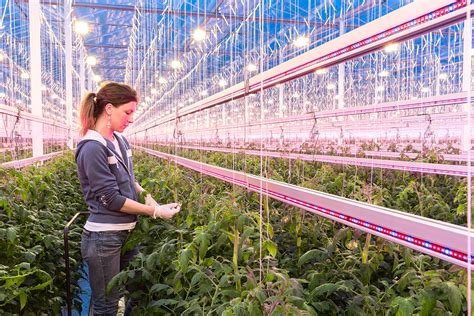 Ontwikkeling Led Assimilatiebelichting Voor De Glastuinbouw Op Zuid