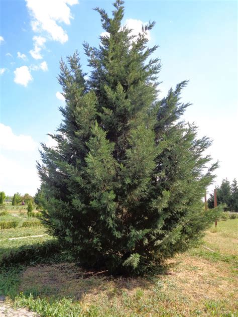 Buy Northern White Cedar For Sale Online Direct Native Plants