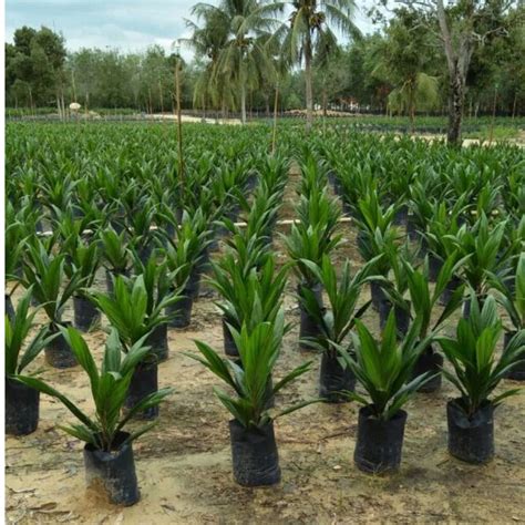 menanam sawit biotifor