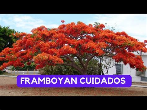 Errores más comunes en el cultivo del árbol flamboyan 【AL DETALLE】