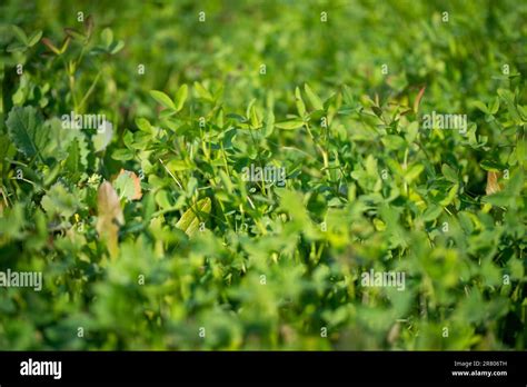 Medicago Sativa Green Field Of Grass And Lucerne Stock Photo Alamy