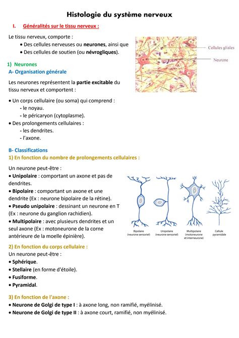 SOLUTION Histologie Du Syst Me Nerveux Studypool