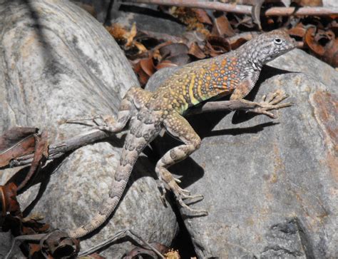 Wanderings through Arizona: Colorful reptiles