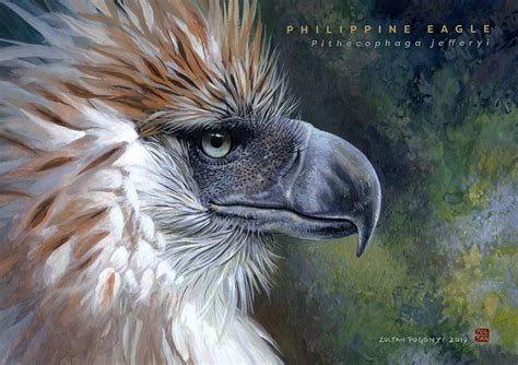 Artstation Philippine Eagle Pithecophaga Jefferyi