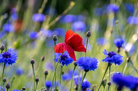 Opium Bunga Jagung Padang Rumput Foto Gratis Di Pixabay Pixabay