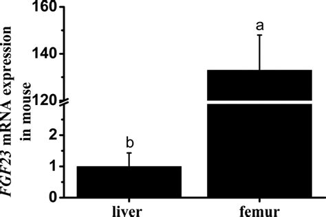 FGF23 MRNA Expression In Mouse Liver And Femur Relative Quantification