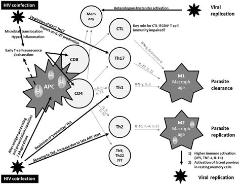 Frontiers Immunomodulatory Therapy Of Visceral Leishmaniasis In Human