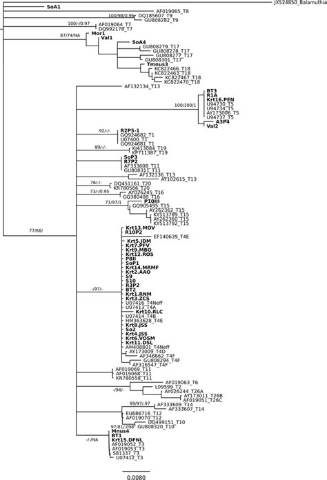 Distance Neighbor Joining Phylogeny Of Clinical And Environmental Download Scientific Diagram