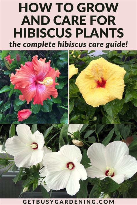 Hibiscus Plant Care Growing Guide Artofit