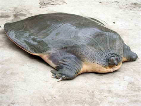 Reptile Research and Conservation Trust Of India: TURTLES OF INDIA