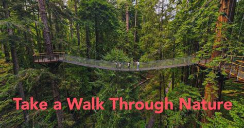 Of The Most Beautiful Elevated Walkways Through Nature