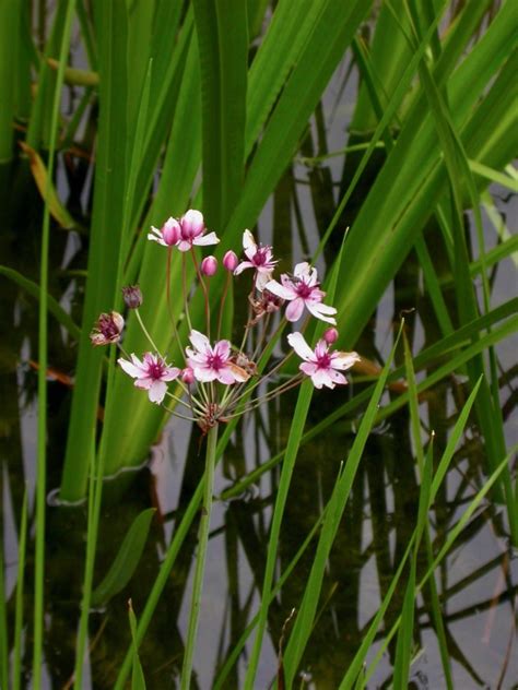 Pflanzen Von A Z Botanischer Garten Frankfurt