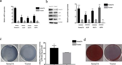 The Effect Of Sema A On Osteogenesis A B Qrt Pcr And Western Blotting