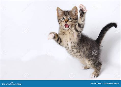 Cute Kittens Playing On White Background Stock Photo - Image: 10619720