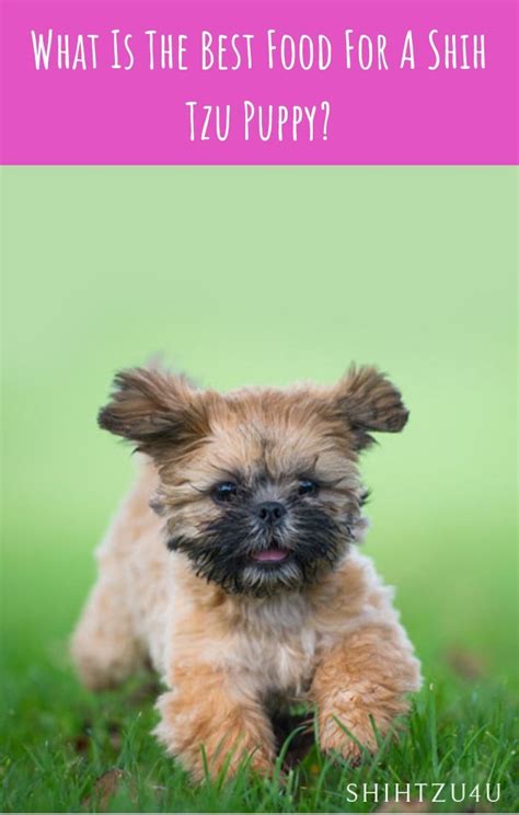 Best Dog Food For Shih Tzu Puppy What You Need To Know Shih Tzu