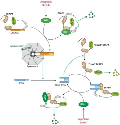 Regulation Of The Caspase Cascade By Iaps In Drosophila Open I