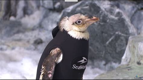 SeaWorld Penguin Gets Specialized Wet Suit Wqad