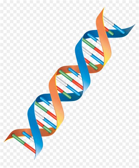 Genomics Clipart Dna Strand Png Free Transparent PNG Clipart Images