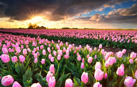 Sun Star Over Pink Tulip Field Netherlands By Olha Rohulya Px