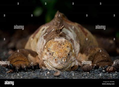 Close Up Portrait Of A Galapagos Land Iguana Conolophus Subcristatus