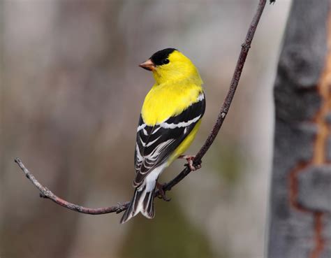 20 Common Birds in Georgia: Identification Guide - Southern Trippers