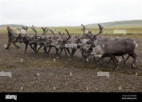 Russia tundra animals hi-res stock photography and images - Alamy