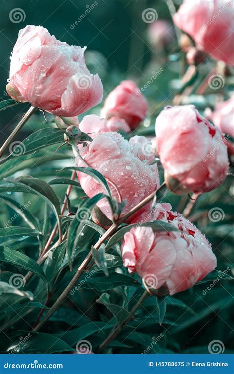 Blooming Pink Peonies In The Summer Garden Coral Color Beautiful